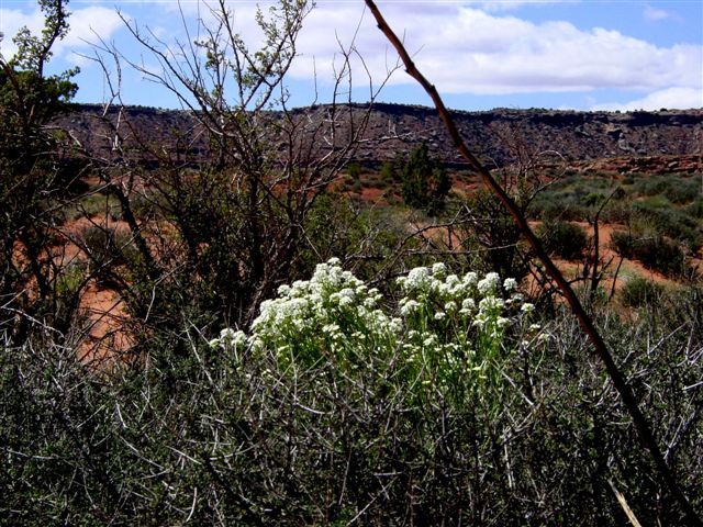 MoabFlowers (1035)